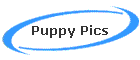 Puppy Pics