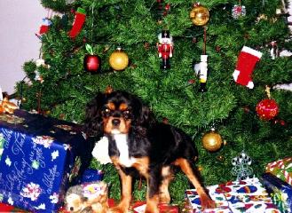 Ally Christmas
