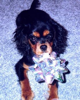 Ally Christmas