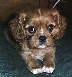 Carter at 6 weeks