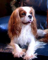 Champion Roxians In Celebration of Life