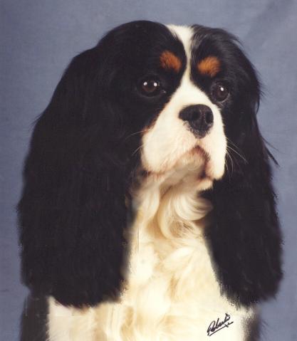 Int Ch Royal Companion Tri Sensation