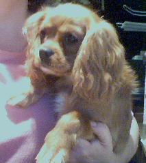 Roxians Sedona Redrock Fever